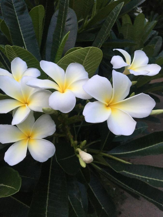 White Butterfly - A Countryside Homestay Thiruvananthapuram Dış mekan fotoğraf