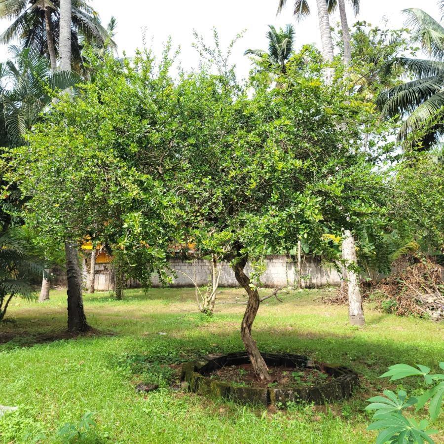 White Butterfly - A Countryside Homestay Thiruvananthapuram Dış mekan fotoğraf